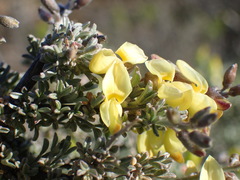 Wiborgia sericea