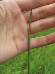 Equisetum × moorei