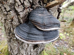 Phellinus populicola