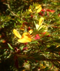 Pultenaea tenuifolia