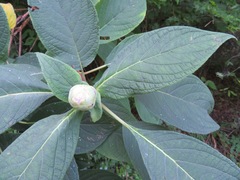 Hydrangea involucrata