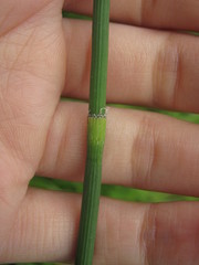 Equisetum × moorei