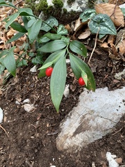Ruscus hypoglossum