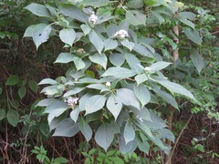 Hydrangea involucrata