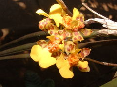 Trichocentrum helicanthum