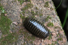 Oniscomorpha