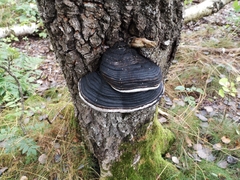 Phellinus populicola