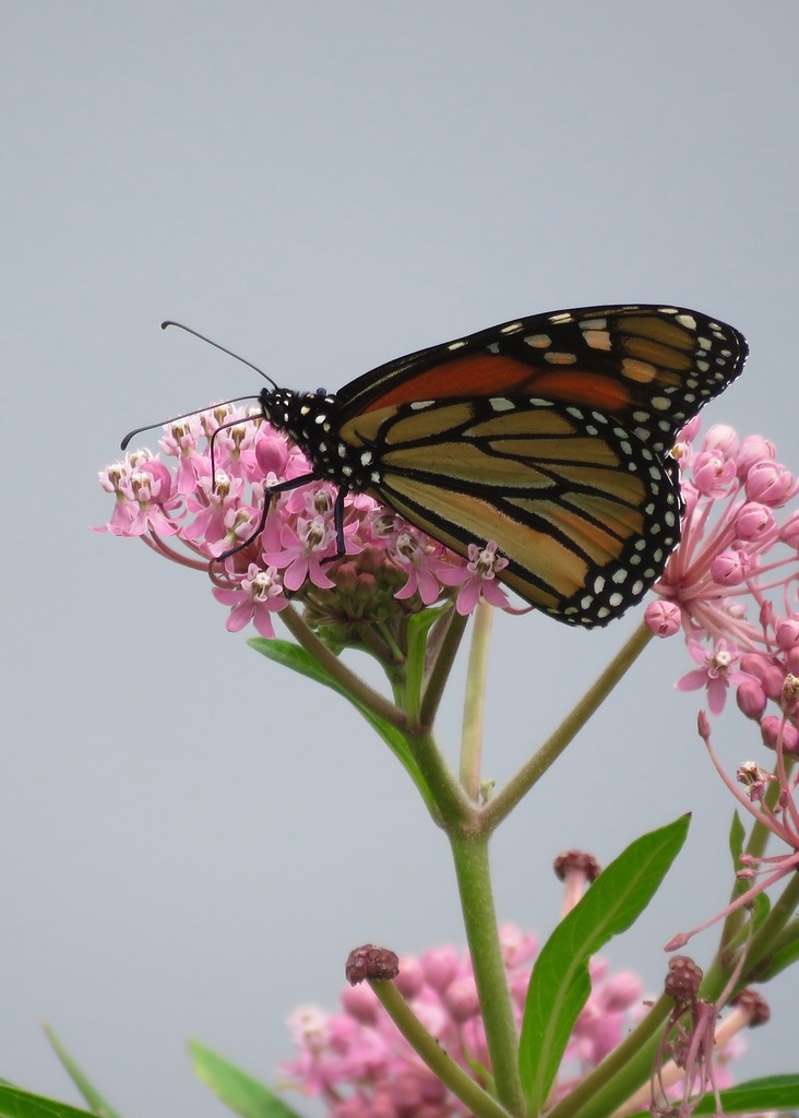 Monarch from 3976 Old Rte 39 NW, Dover, OH 44622, USA on July 21, 2017 ...