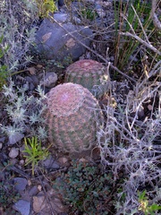 Echinocereus pectinatus pectinatus