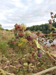 Arctium × nothum