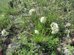 Allium stellerianum