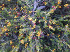 Pultenaea tenuifolia