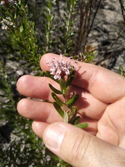 Grevillea sphacelata