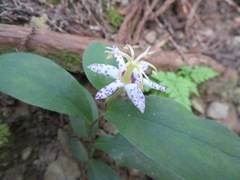 Tricyrtis affinis
