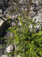 Grevillea sphacelata