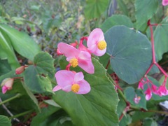 Begonia grandis