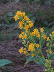 Solidago glomerata