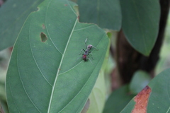 Camponotus singularis