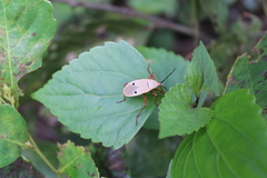 Probergrothius nigricornis