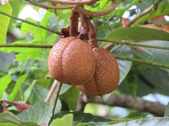 Aesculus turbinata