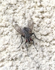 Dinera