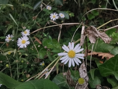 Aster indicus