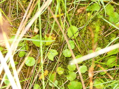 Hydrocotyle vulgaris