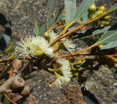 Eucalyptus diversifolia