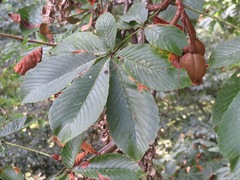 Aesculus turbinata