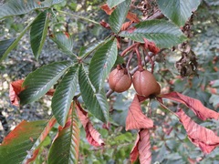 Aesculus turbinata