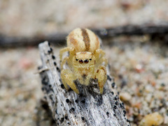 Pseudomogrus zhilgaensis