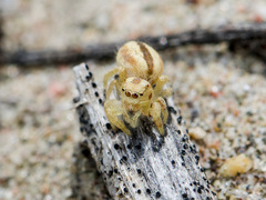 Pseudomogrus zhilgaensis