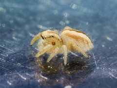 Pseudomogrus zhilgaensis