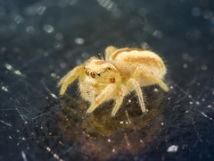 Pseudomogrus zhilgaensis