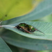 Mogannia obliqua - Photo (c) Jen Schlauch, some rights reserved (CC BY-NC), uploaded by Jen Schlauch