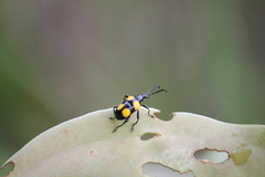 Lilioceris quadripustulata
