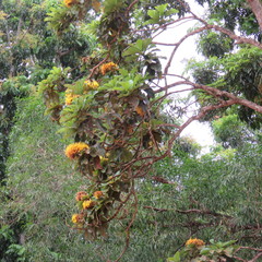 Deplanchea tetraphylla