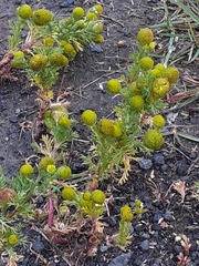 Matricaria discoidea