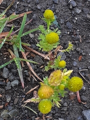 Matricaria discoidea