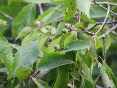 Quercus serrata