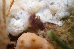 Neovermilia globula