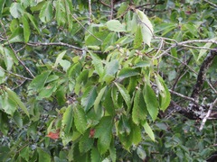 Quercus serrata