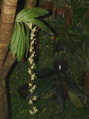 Cycnoches stenodactylon