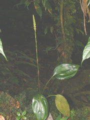 Prescottia stachyodes