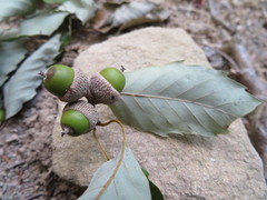 Quercus serrata