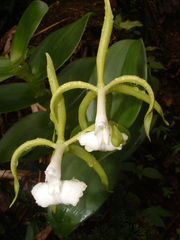 Epidendrum lacustre