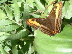 Adelpha tracta