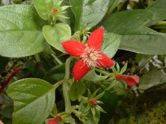 Manettia reclinata