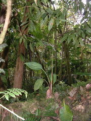 Prescottia stachyodes