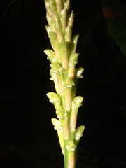 Prescottia stachyodes